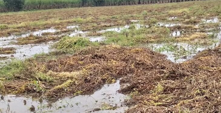 हेक्टरी ५० हजाराची नुकसान भरपाई द्या