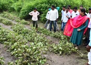 पालकमंत्री मेघना बोर्डीकर थेट बांधावर