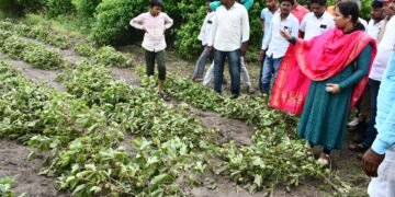 पालकमंत्री मेघना बोर्डीकर थेट बांधावर