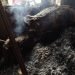 गोठ्यास आग; बैलजोडीसह शेतमाल खाक