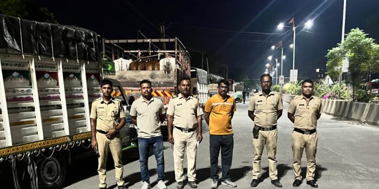 सेलूमध्ये अवैध गोवंश वाहतूक पकडली