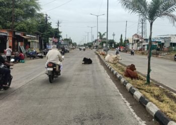 मोकाट कुत्रे व जनावरांचा सुळसुळाट
