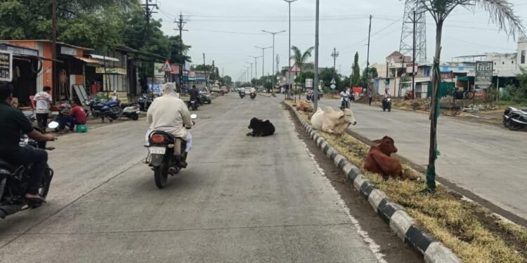 मोकाट कुत्रे व जनावरांचा सुळसुळाट
