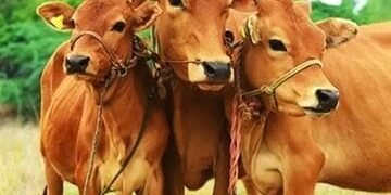पशुधनासाठी आता विम्याचे कवच