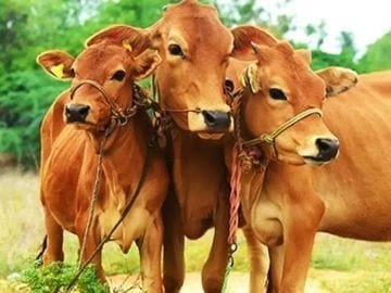 पशुधनासाठी आता विम्याचे कवच