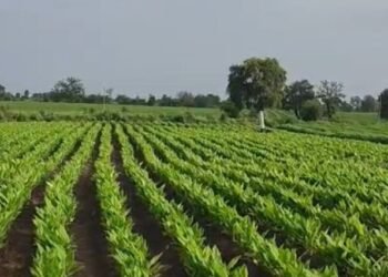 आधुनिक शेतीतून हळदीचे भरघोस पीक