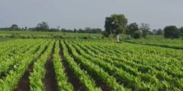 आधुनिक शेतीतून हळदीचे भरघोस पीक