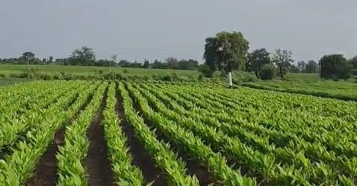 आधुनिक शेतीतून हळदीचे भरघोस पीक